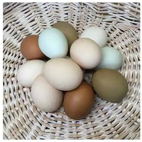 The colours of eggs