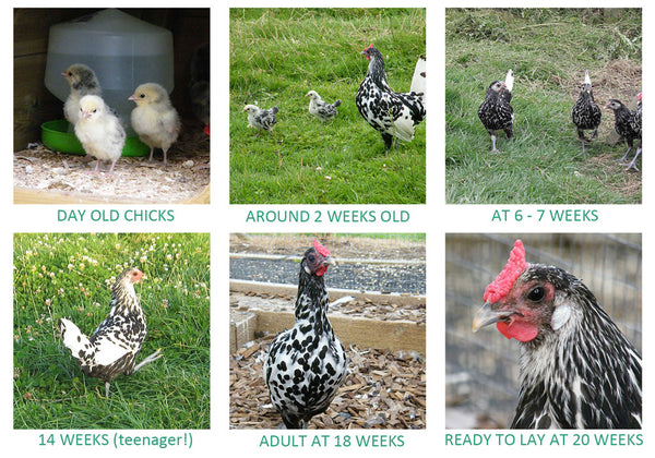 From Baby Chicks to Laying Hens