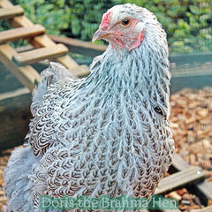 Silver Partridge Brahma Hen