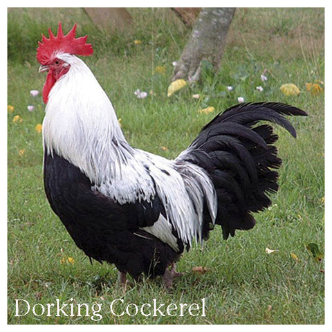 Dorking Cockerel