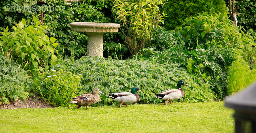 Mallards Ducks all in a Row