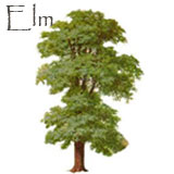 Elm Tree