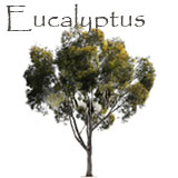 Eucalyptus Tree