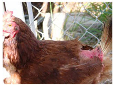 Recognise and Stop Chicken Feather Pecking - Dine a Chook