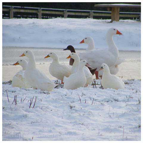 Duck and Geese in the snow