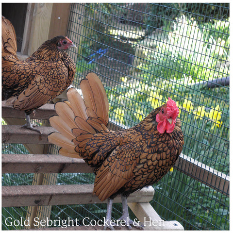 Gold Sebright Cockerel & Hen