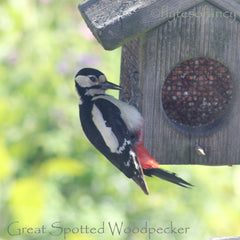 Great Spotted Woodpecker