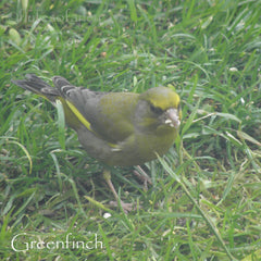 Greenfinch