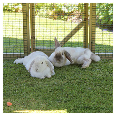 Happy Bunnies in the shade