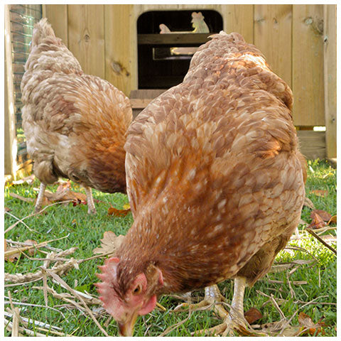 Rehomed & Happy Hens