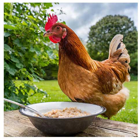 Hen eating porridge at a table