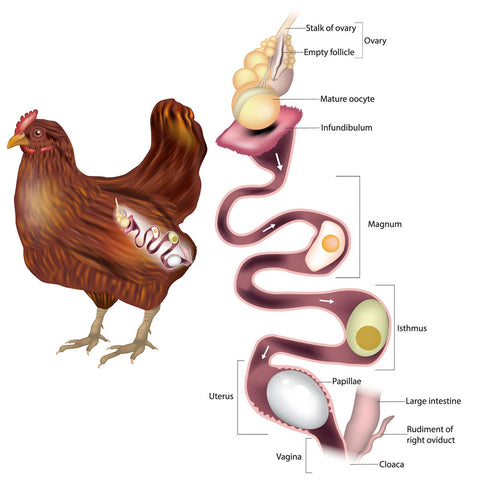 Egg Laying Anatomy of a Hen