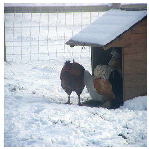Chickens sheltering from the wind in winter