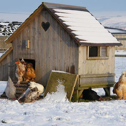 Keeping your old Henhouse in good condition