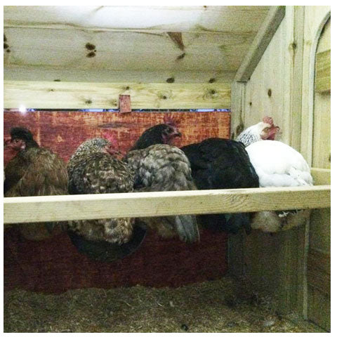 Hens roosting at night