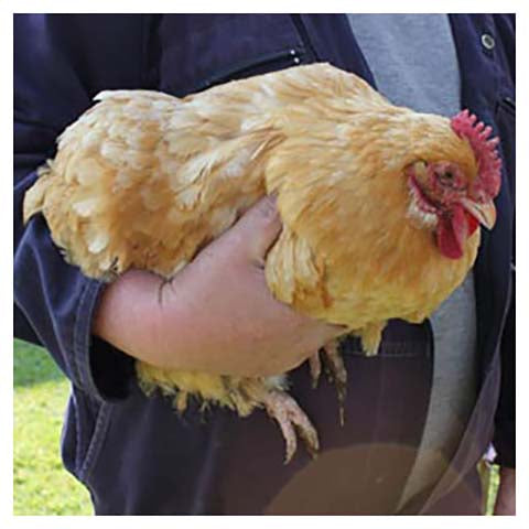 Holding a hen correctly