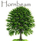 Hornbeam Tree