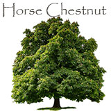 Horse Chestnut Tree