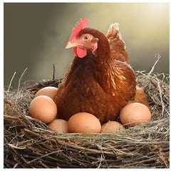 Brown hybrid hen on nest of eggs