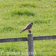 Common Kestrel (in Dorset)