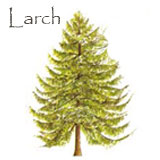 Larch Tree