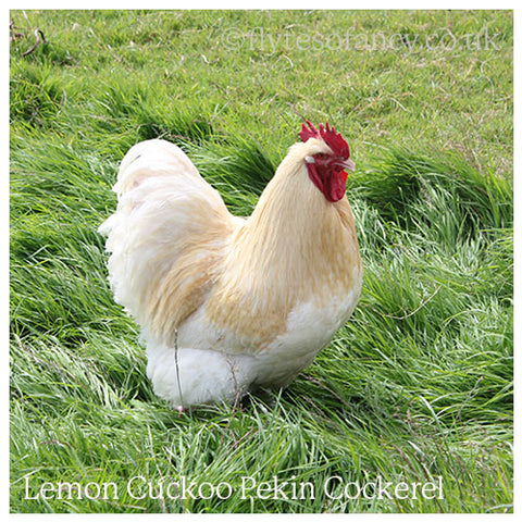 Lemon Cuckoo Pekin Bantam Cockerel