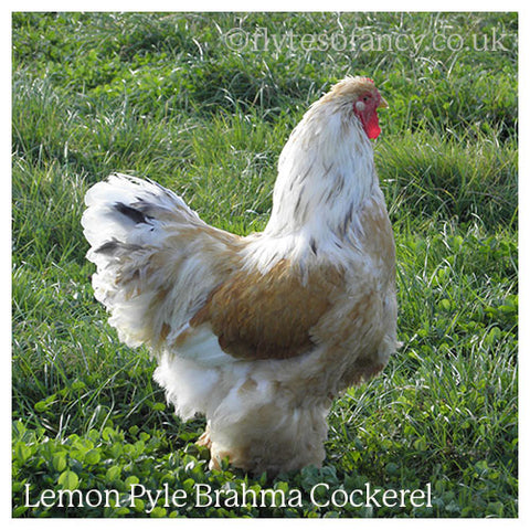 Brahma Cockerel