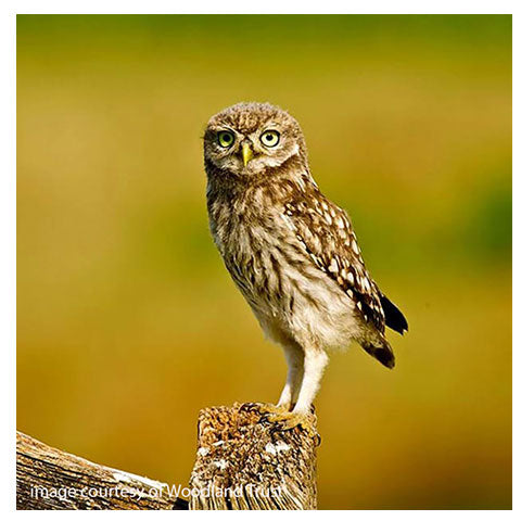 Little Owl Sitting on a post