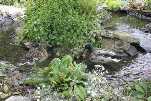 Pair of Mallard Ducks at Flyte so Fancy