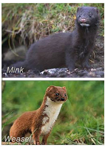 Mink & Weasel