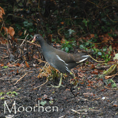 Moorhen in the garden