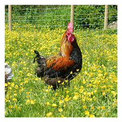 Moulting Cockerel without tail feathers