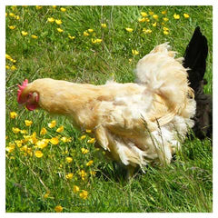 Moulting Orpington Hen