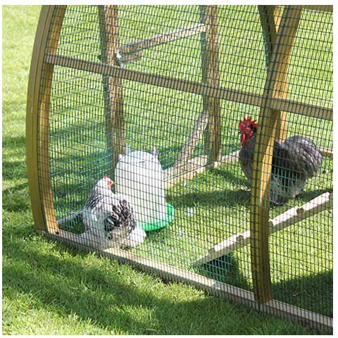 Pekin bantams with a plastic drinker