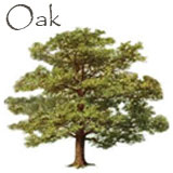 Oak Tree