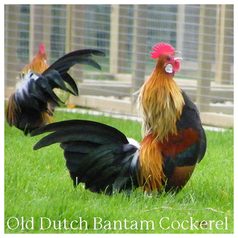 Old Dutch Bantam Cockerel