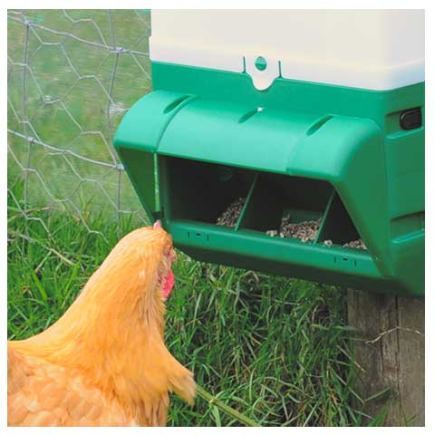 Orpington-hen-eating-layers-pellets