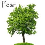 Pear Tree