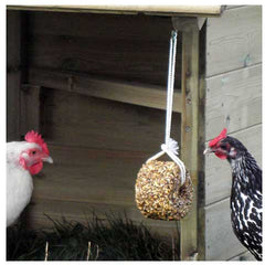 Chickens with a pecking ball treat