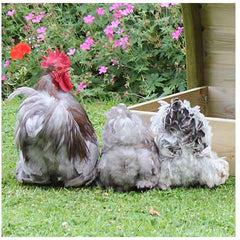 Pekin Bantams