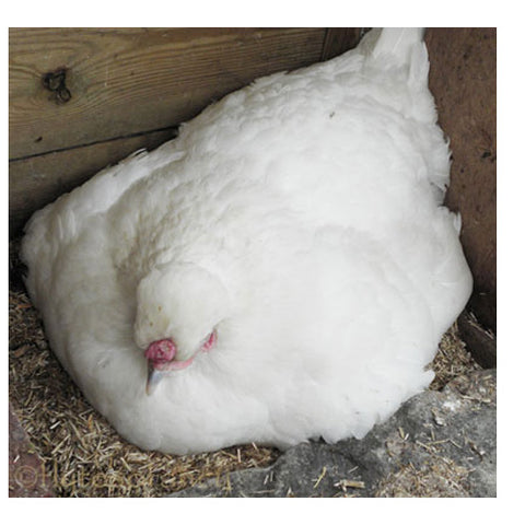 Hen staying in the nestbox