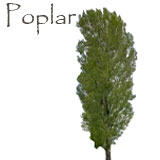 Poplar Tree