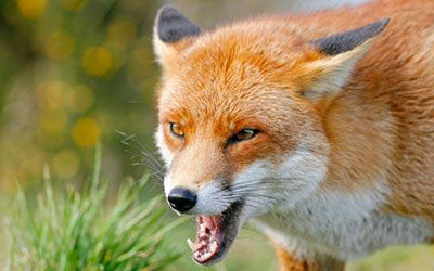Fox snarling
