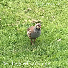 Red-Legged Partridge