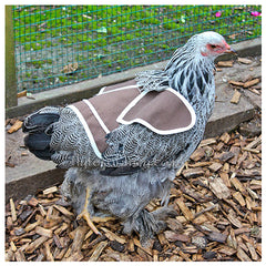 Poultry Saddle on Hen