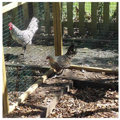 Separating aggressive chickens