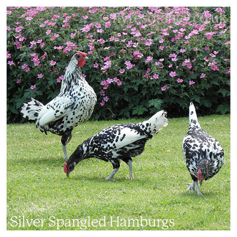 Silver Spangled Hamburg