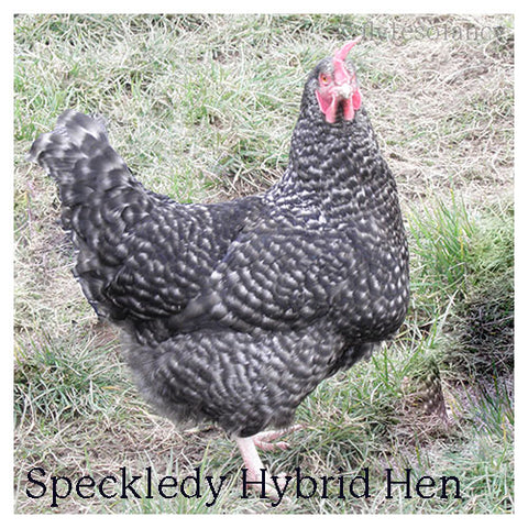 Speckledy Hybrid Hen