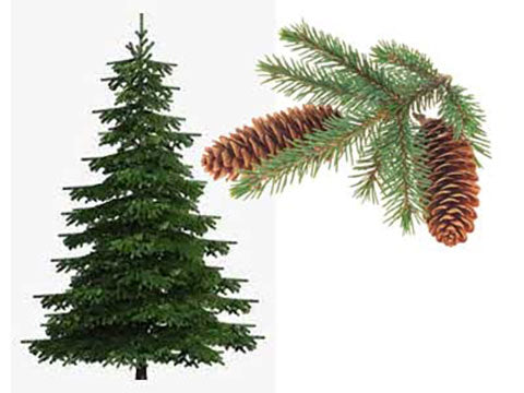 Spruce Tree with cones