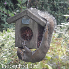 Squirrel on our Nut Feeder